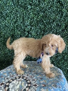 F1 Standard Goldendoodle Puppy “Jack Blue” 55-65 lbs Male 9