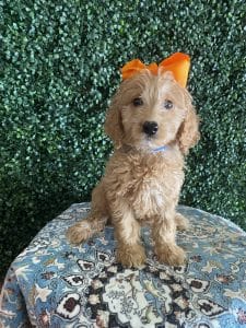 F1 Standard Goldendoodle Female Puppy “Pumpkin” 55-65 lbs