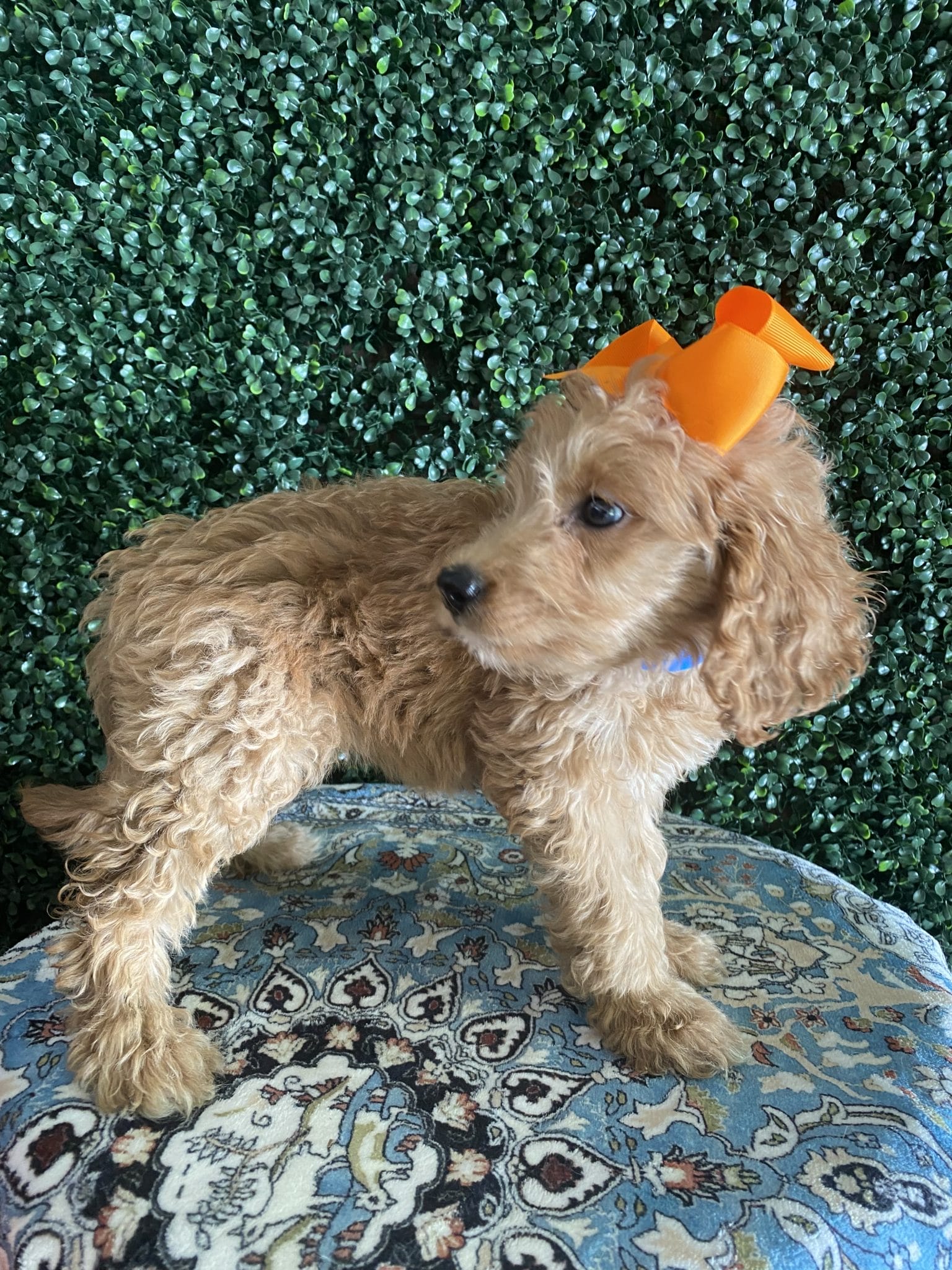 F1 Standard Goldendoodle Female Puppy “Pumpkin” 55-65 lbs 2