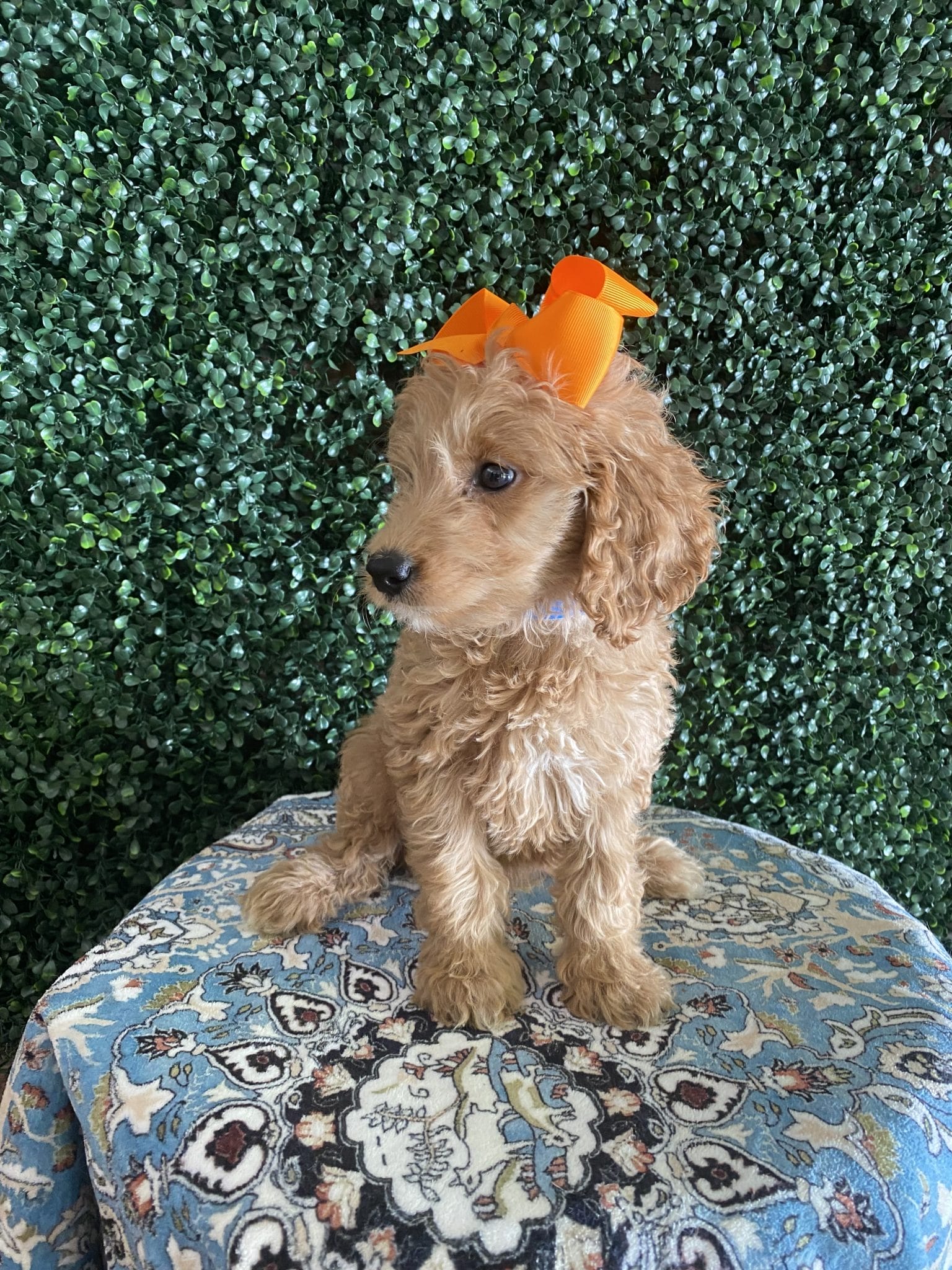 F1 Standard Goldendoodle Female Puppy “Pumpkin” 55-65 lbs 3