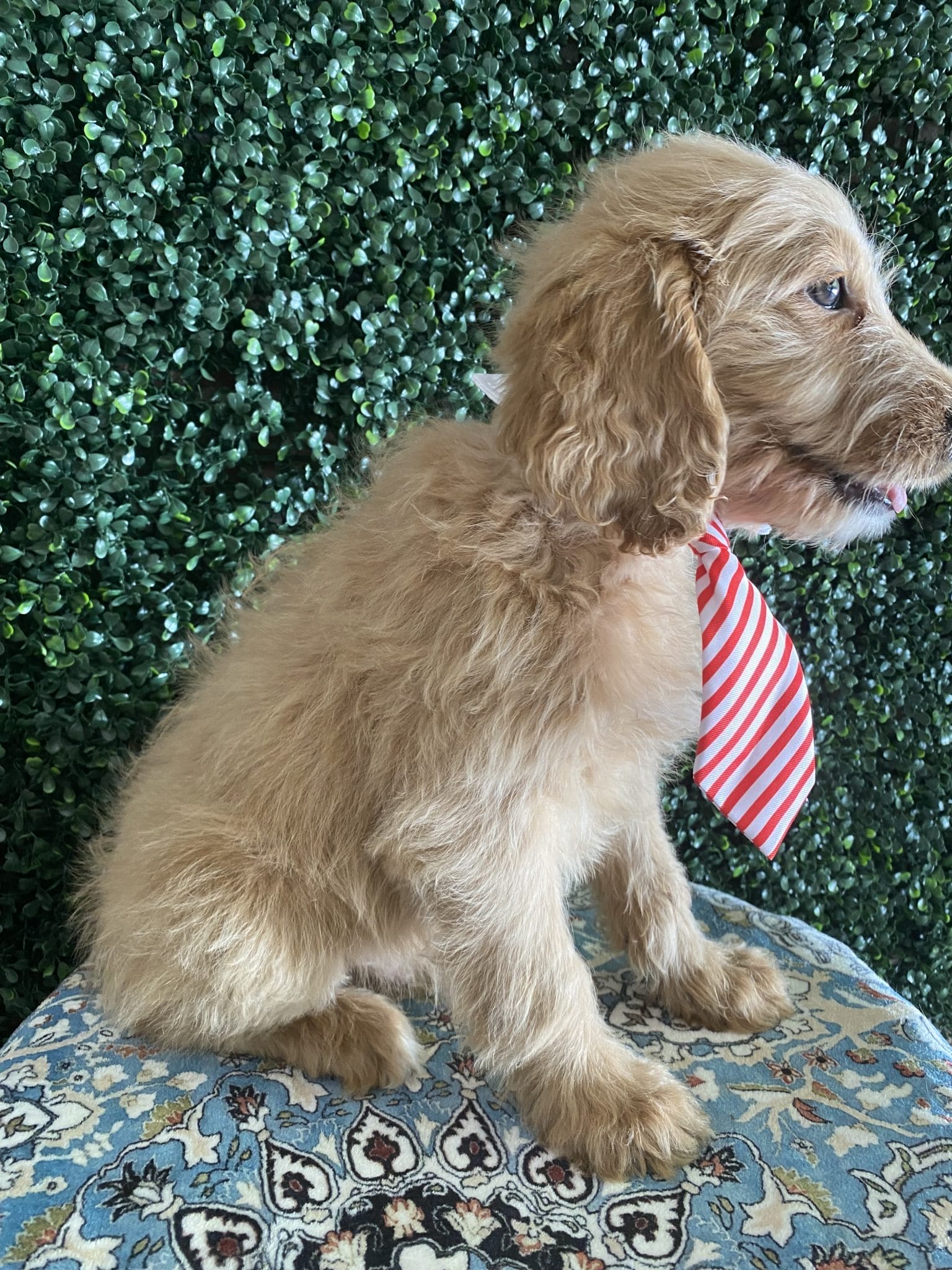 F1 Standard Goldendoodle Male Puppy “Daniel” 55-65 lbs 2