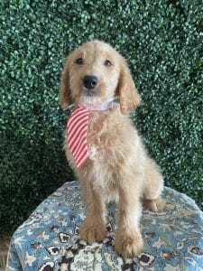 F1 Standard Goldendoodle Male Puppy “Daniel” 55-65 lbs