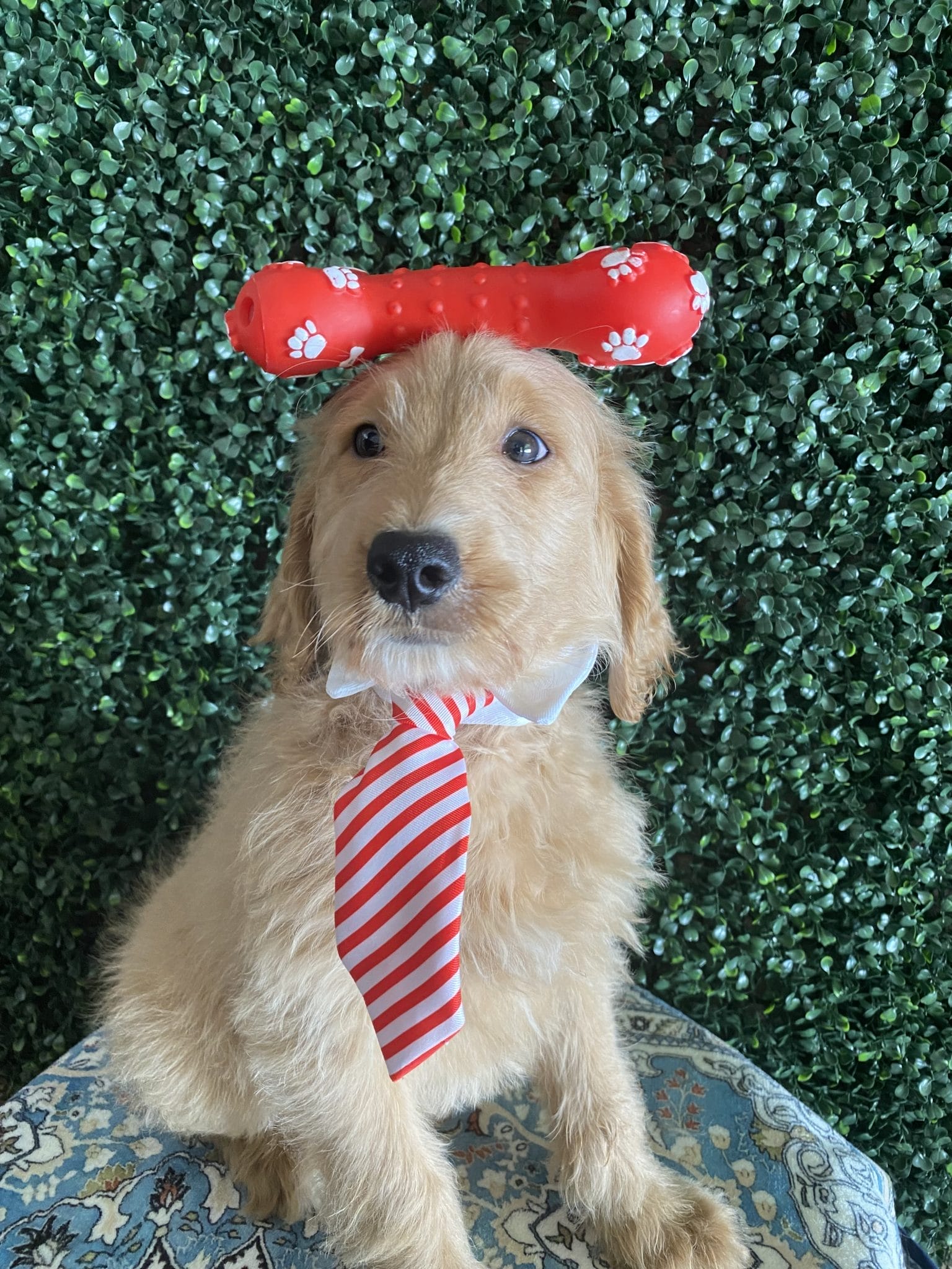 F1 Standard Goldendoodle Male Puppy “Daniel” 55-65 lbs 3