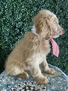 F1 Standard Goldendoodle Male Puppy “Daniel” 55-65 lbs 4