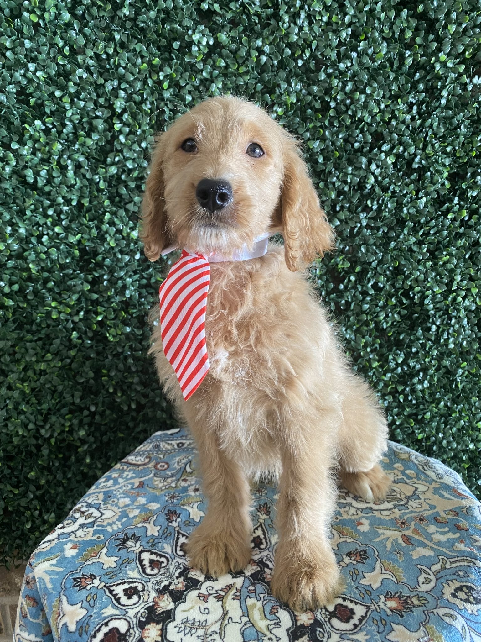 F1 Standard Goldendoodle Male Puppy “Daniel” 55-65 lbs